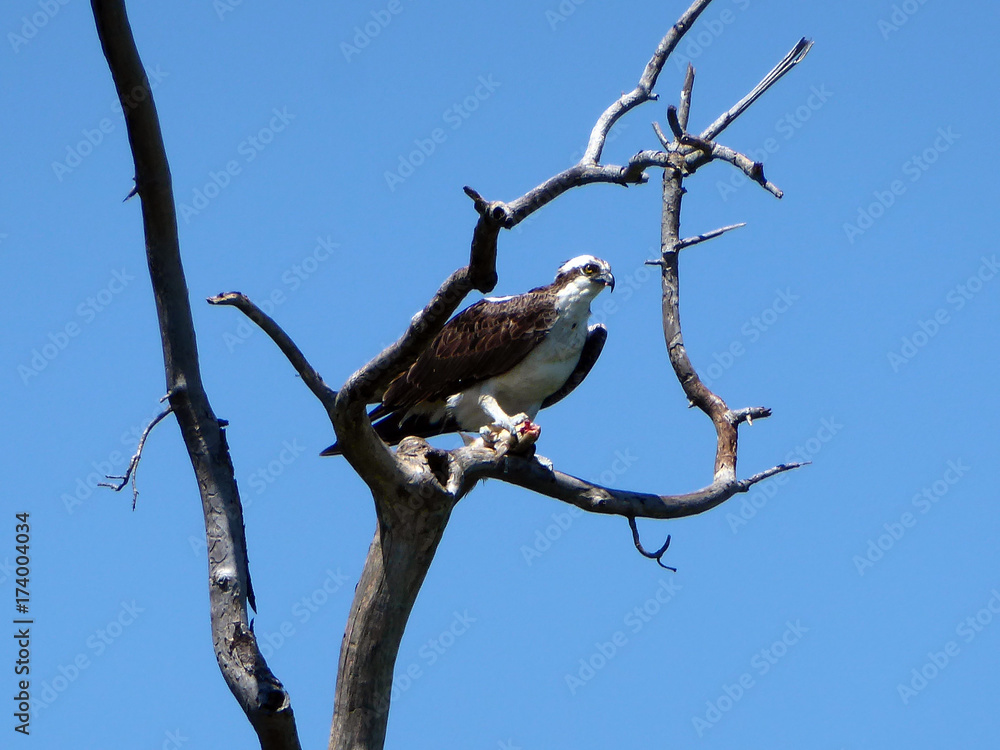 Osprey Eating a Fish Osprey Eating a Fish