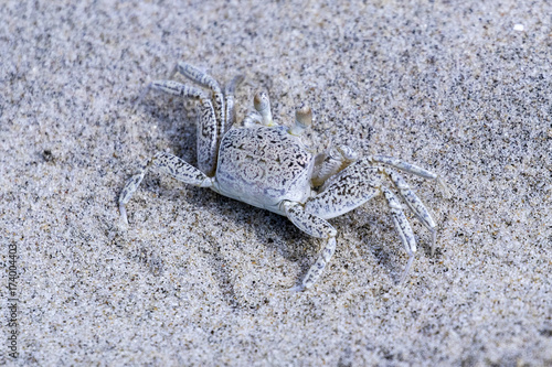 Ghost Crab on the Beach