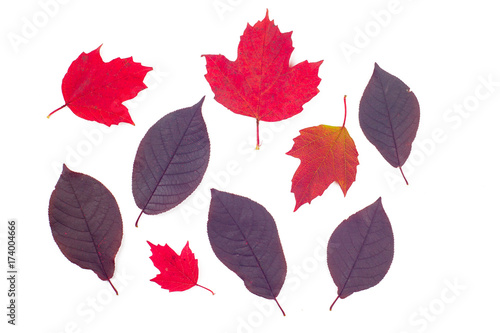 Autumn colorful leaves collection  object set isolated on white background