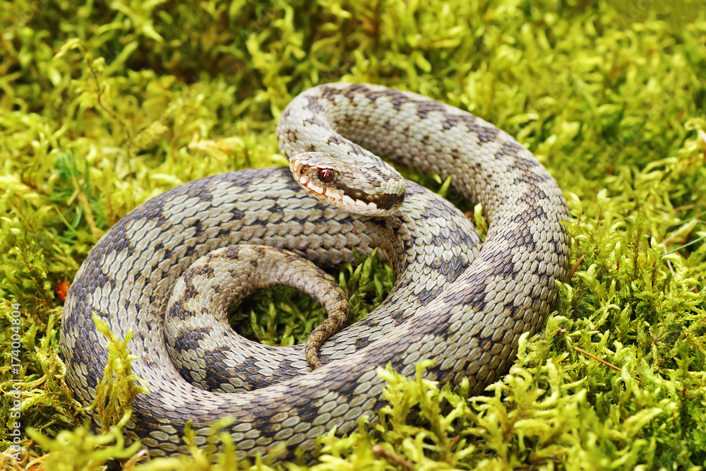 Obraz premium common viper on green moss