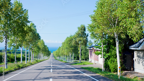 Wallpaper Mural 北海道八雲の白樺並木 Torontodigital.ca