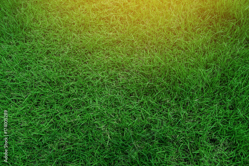 green grass background texture.
