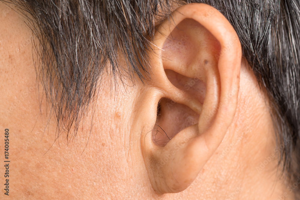 Ear hair of asia man, anatomy concept.Ear hair protruding from the