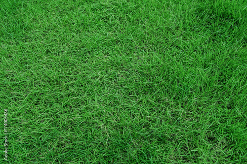 green grass background texture.