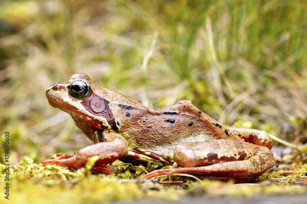 Fototapeta premium european common frog in natural habitat
