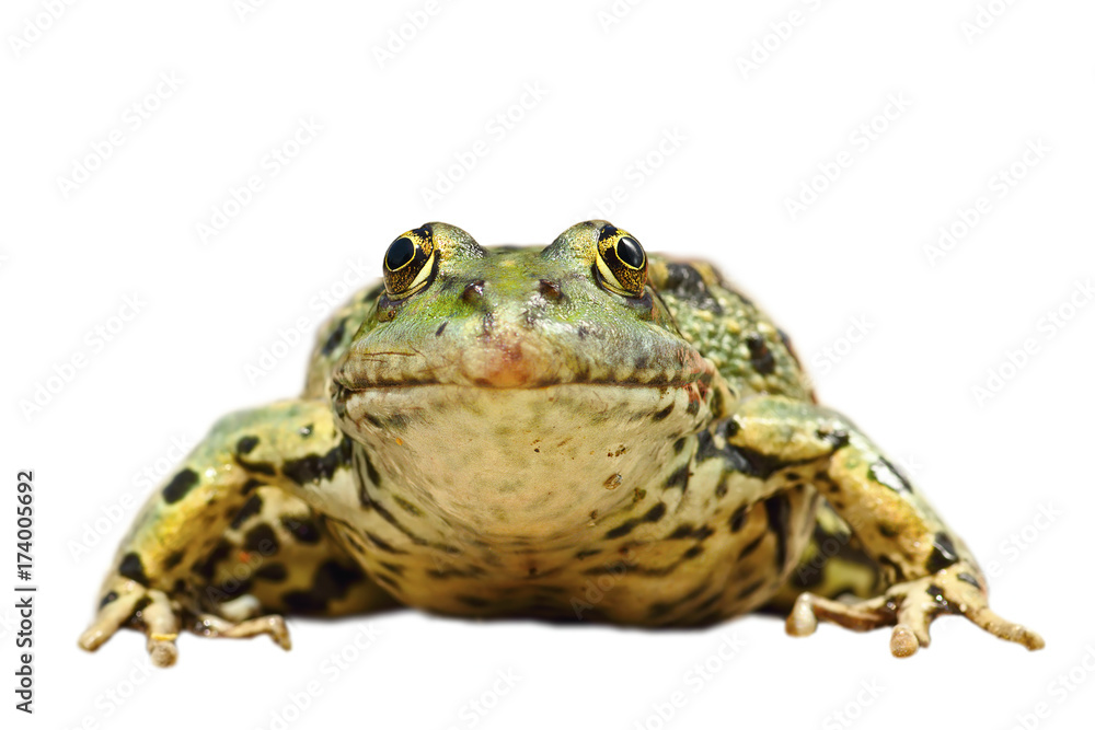 front view of isolated common marsh frog front view of isolated common marsh frog
