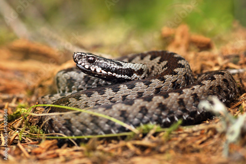 european common viper on forest ground