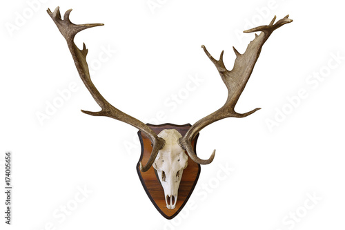 fallow deer stag hunting trophy on white