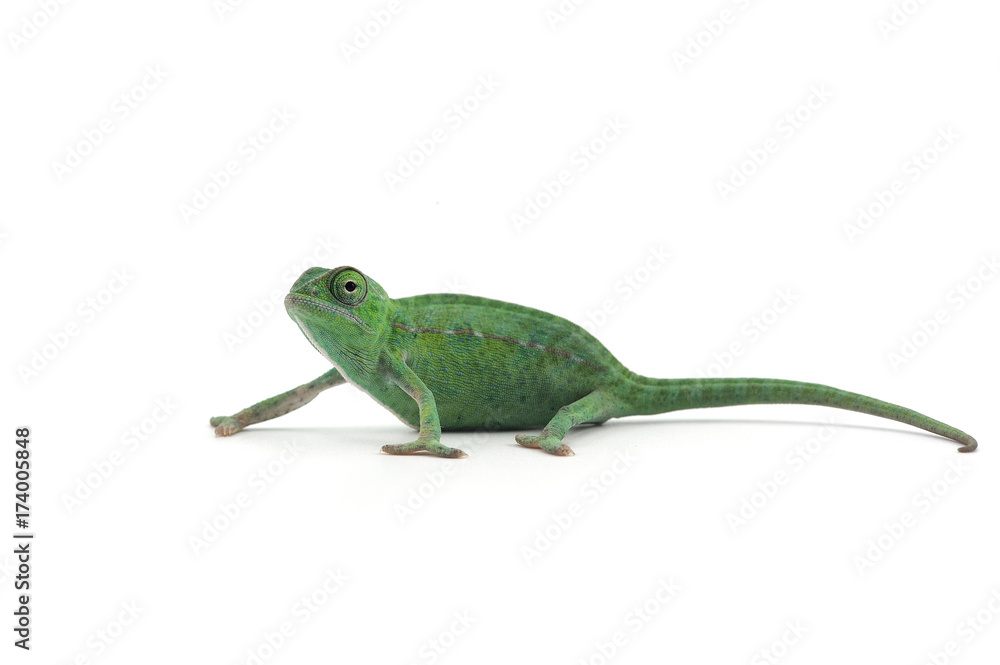 Fototapeta premium The Carpet Chameleon isolated on white background