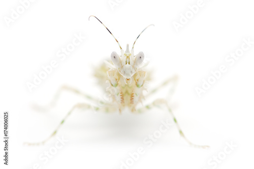 Small Flower Mantis isolated on white background
