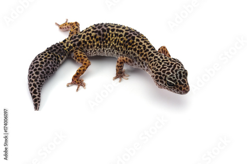  Leopard Gecko isolated on white background
