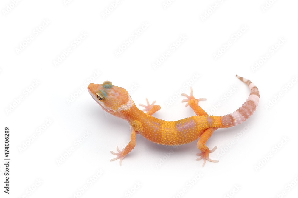 Naklejka premium Leopard Gecko isolated on white background