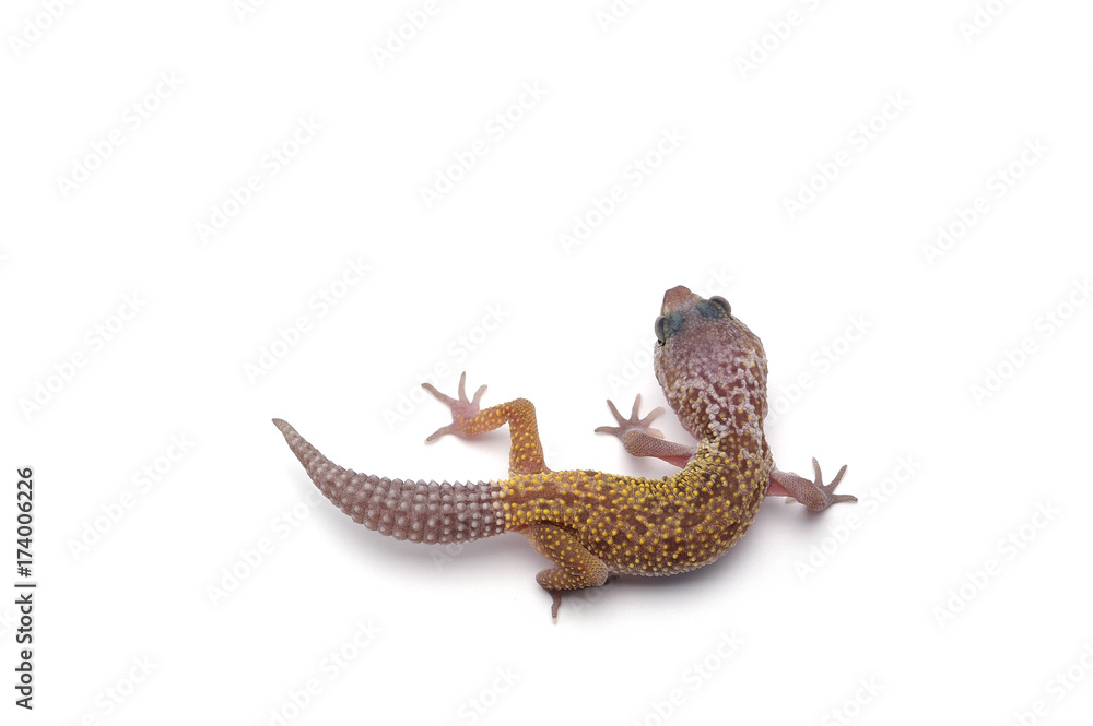 Obraz premium Leopard Gecko isolated on white background