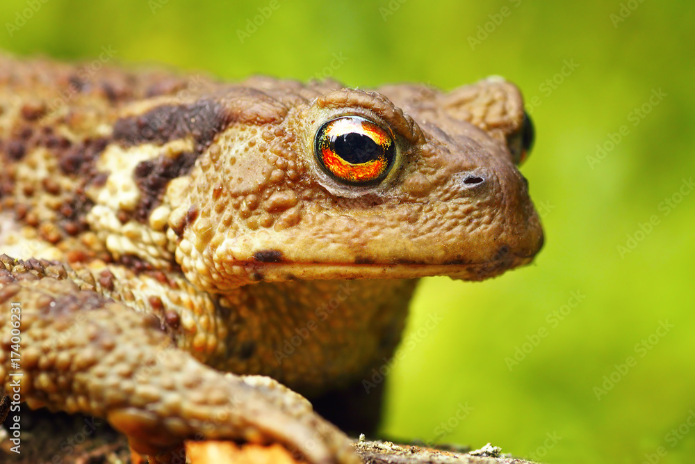 Naklejka premium macro portrait of Bufo bufo toad