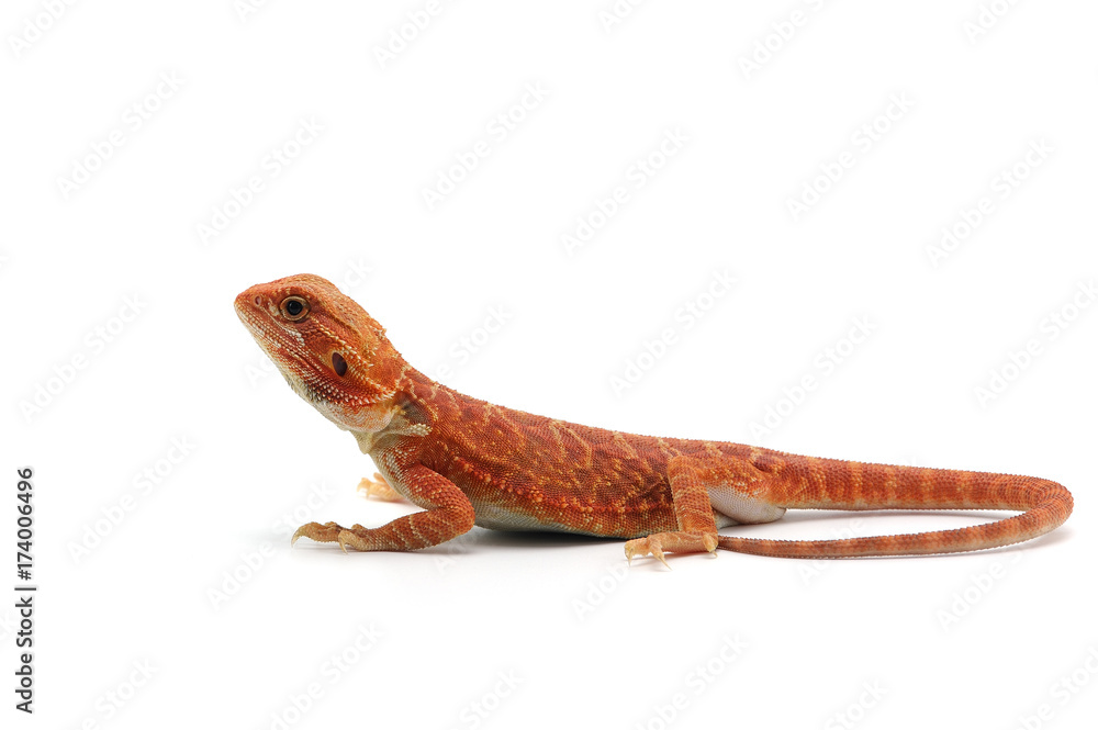 Obraz premium Bearded Dragon isolated on white background