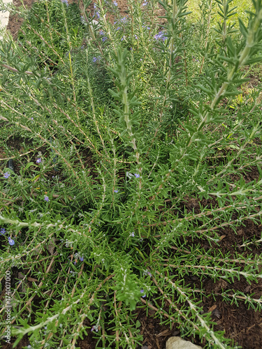 Rosmarin; Rosmarinus, officinalis, Barbara photo