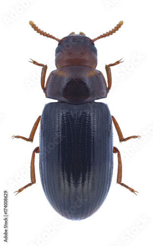 Beetle Neomida haemorrhoidalis on a white background photo