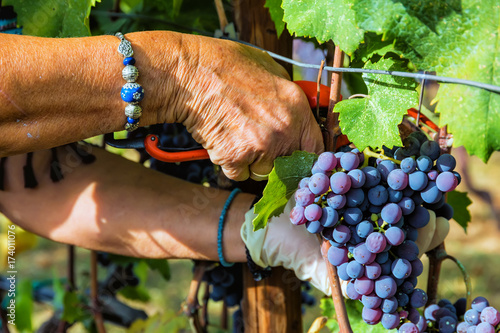 Close up of grapes during grape harvesting