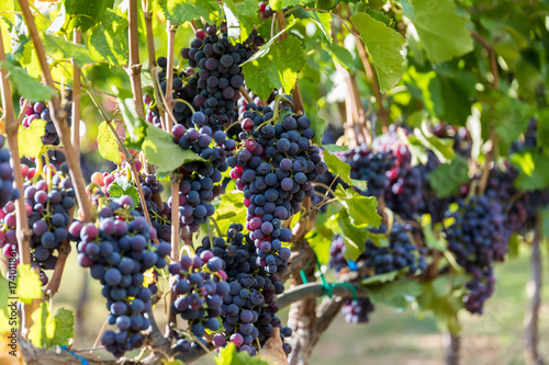 Large bunche of red wine grapes hang from a vine. Ripe grapas