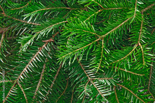 Christmas tree branches background © Prostock-studio