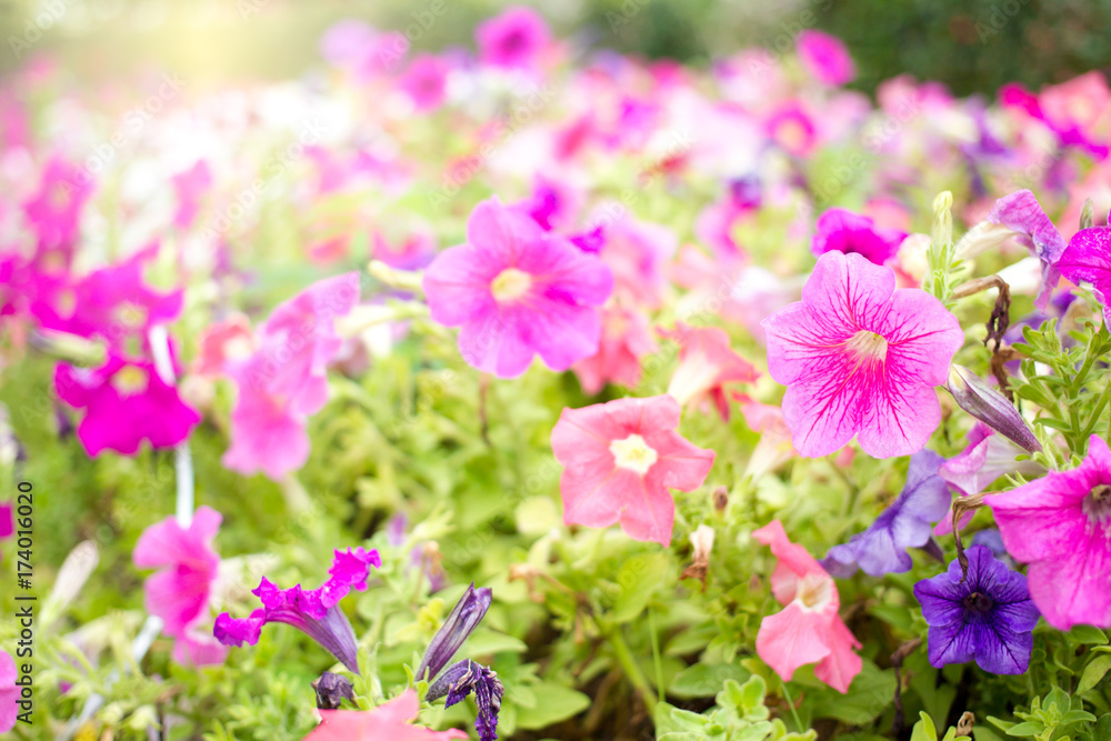 Beautiful multicolor of Petunia flowers in garden close up.