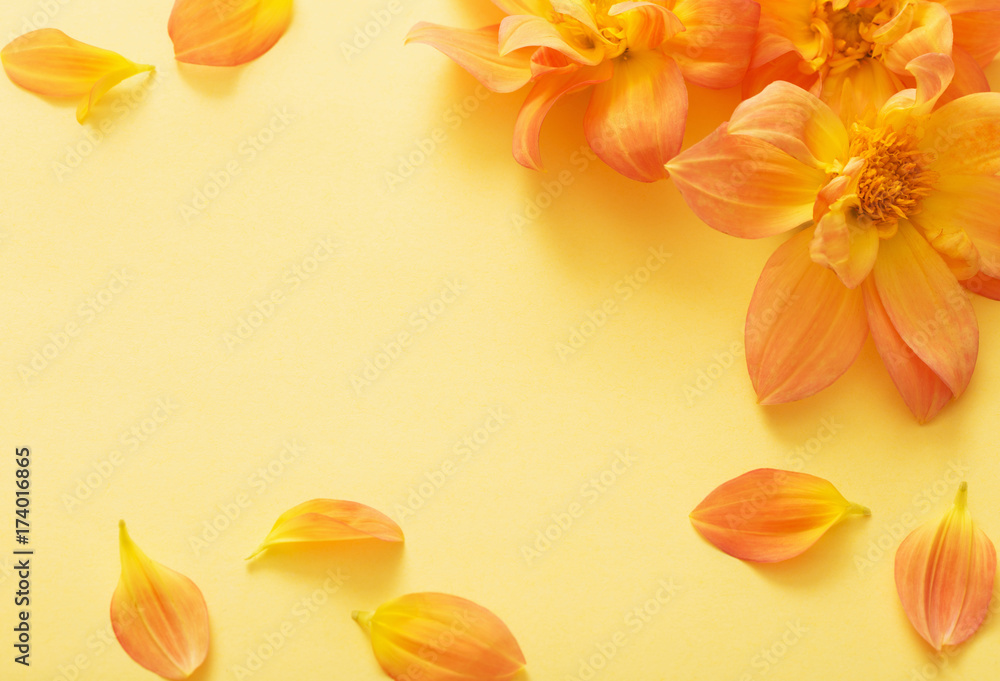 Fototapeta premium background with flowers dahlias