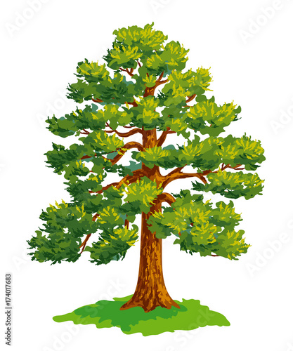 Vector drawing of pine tree