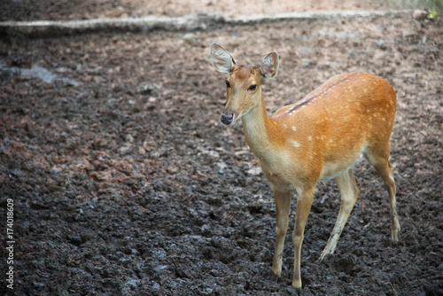 Brown deer, Sika female standing on the ground © Prin