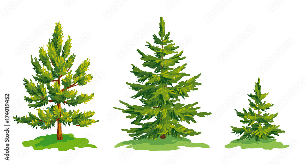 Vector drawing of little pine tree and two fir trees - obrazy, fototapety, plakaty 