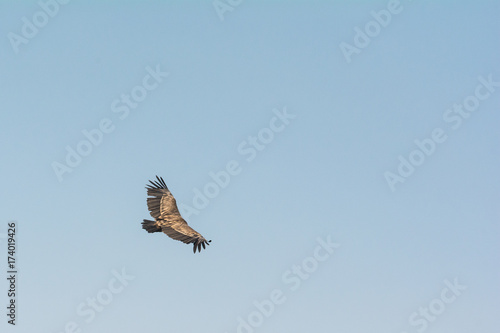 Uvac, Serbia 03, august 2017: Griffon vulture flying © nedomacki