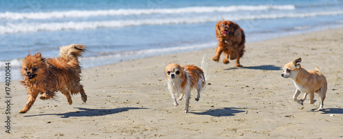 Photography running dogs on the beach