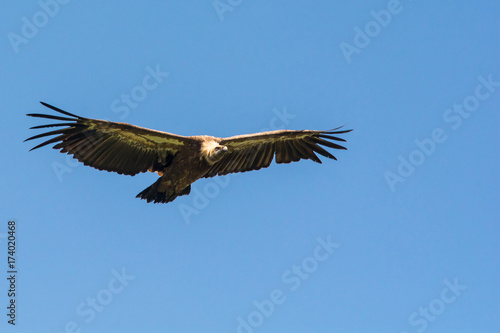 Uvac  Serbia 03  august 2017  Griffon vulture flying