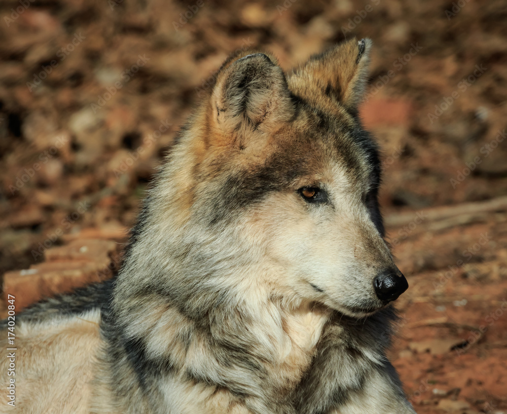 A Dignified Mexican Wolf at Rest