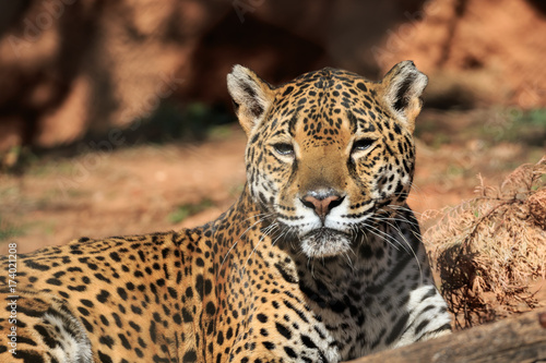 El Tigre  Jaguar 