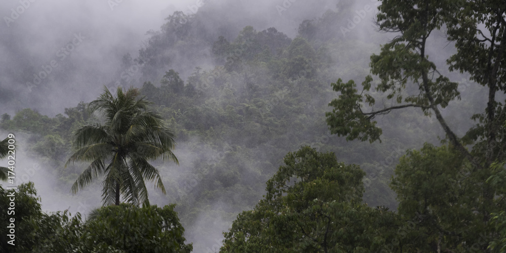 Obraz premium Trees covered in fog, Koh Samui, Surat Thani Province, Thailand