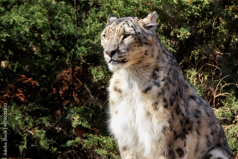 Obraz premium Snow Leopard in the Sun
