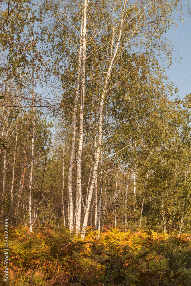 Fototapeta premium Birch grove in autumn