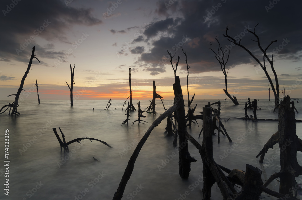 Beautiful and calm beach with dead mangroves during sunset