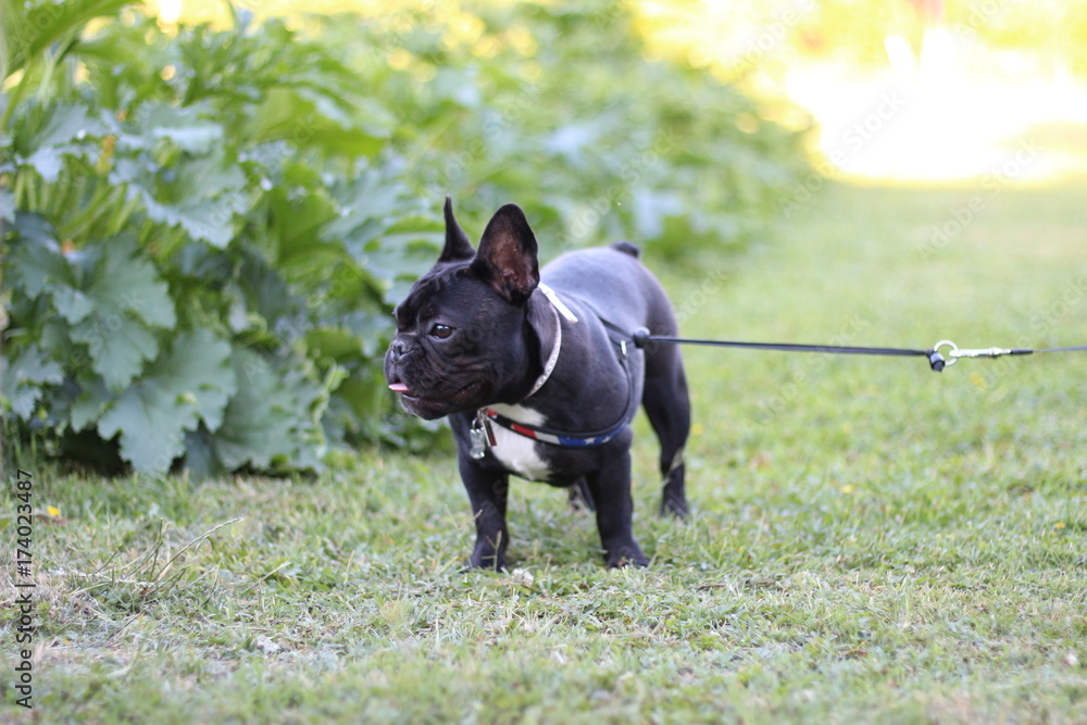 Boston terrier on a leash