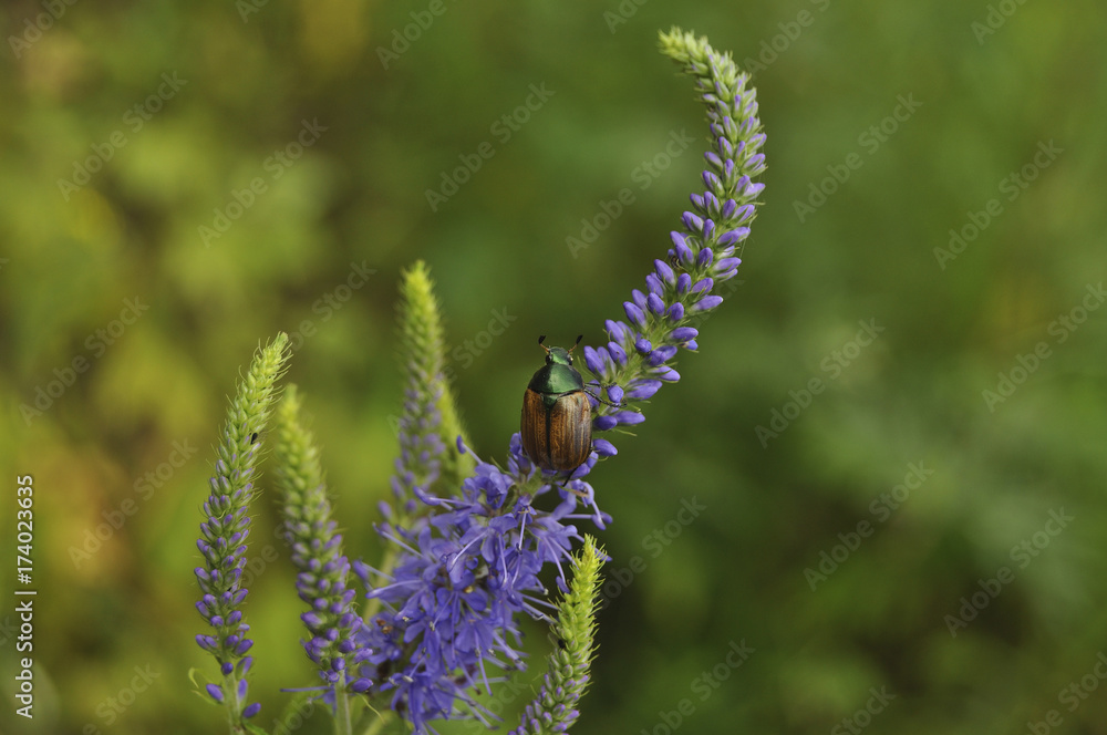 Beautiful bug sits on a blue flower. Bugs, insects, wild nature, nature, beauty, macro, moustaches, flowers, entomology 