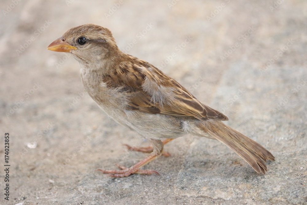sparrow sparrow