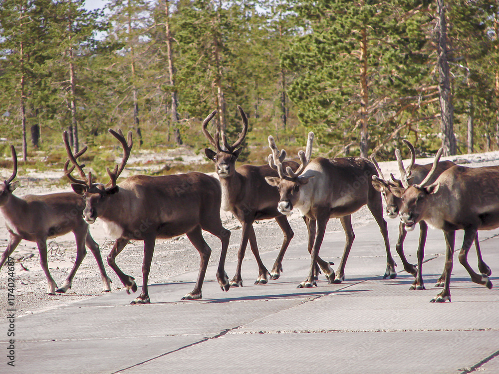 reindeer reindeer