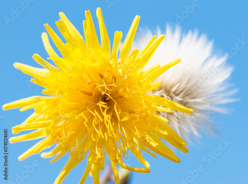 Fototapeta Naklejka Na Ścianę i Meble -  dandelion