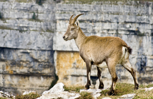 Steinbock   Steinb  cke