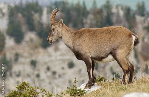 Steinbock   Steinb  cke