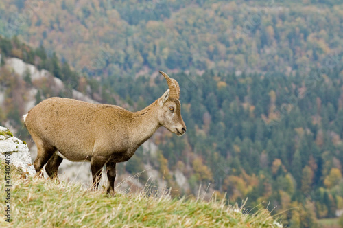 Steinbock   Steinb  cke