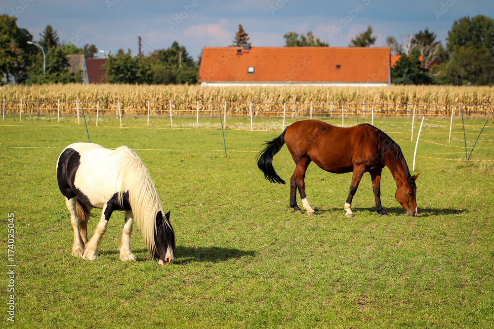 Obraz premium Pferd, Pferde auf Koppel 