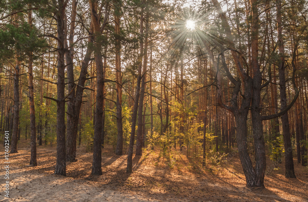 Obraz premium The rays of the sun in the autumn forest