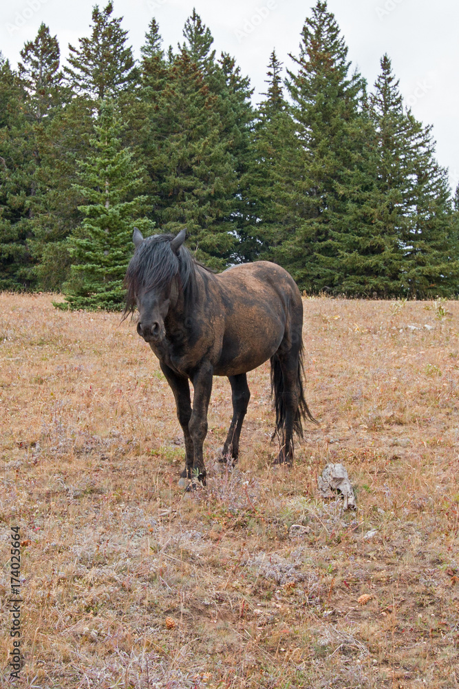 Wild Horse - Dirt covered Black Stallion in the Pryor Mountains Wild Horse Range in Montana United States Wild Horse - Dirt covered Black Stallion in the Pryor Mountains Wild Horse Range in Montana United States