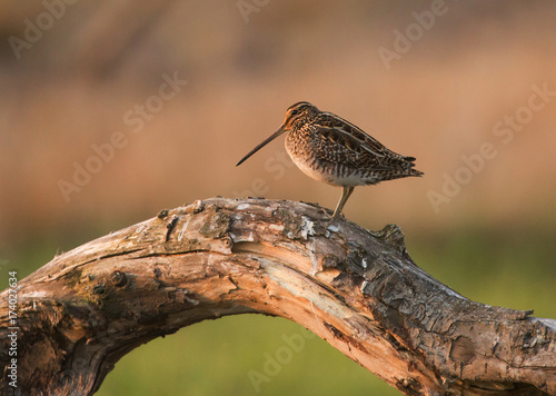 Картината върху платно common snipe (Gallinago gallinago)